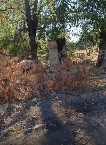 Kirayə torpaq sahələri: 50 sot Kənd təsərrüfatı, Su, İşıq, Qaz — 6