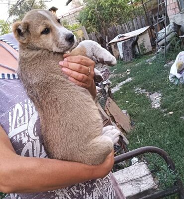 сколько стоит щенок алабай: Алабай, 2 месяца, Самка, С прививкой