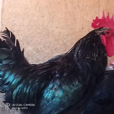 yumurtlayan toyuqlar satilir: Toyuq, Australorp, Yumurtalıq, Ünvandan götürmə, Ödənişli çatdırılma — 8