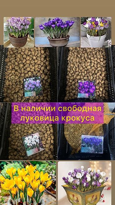 Организация мероприятий: Организация мероприятий | Букеты, флористика — 20