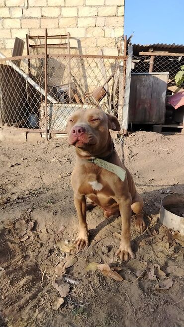 İtlər: Pitbul, 1 il, Erkek, Sənədli, Pulsuz çatdırılma — 5