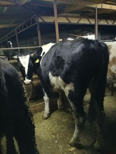 Коровы, быки: Продаю | Корова (самка), Тёлка | Голштин | Для разведения, Для молока