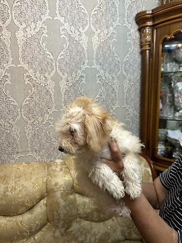pudel bala: Pudel, 3 ay, Erkək, Ünvandan götürmə, Ödənişli çatdırılma — 8