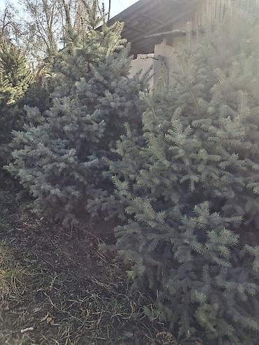 Декоративные деревья: Саженцы деревьев: Ели — 21