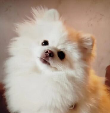 Gəmiricilər: Şpitz