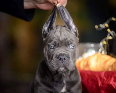 Psi: Ako tražite vernog člana porodice, obratite se nama i postanite — 7