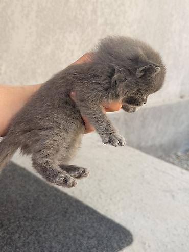 Отдам даром кошку: 1 месяц, Девочка, Метис at lalafo.kg — 13 Отдам даром кошку: 1 месяц, Девочка, Метис — 13
