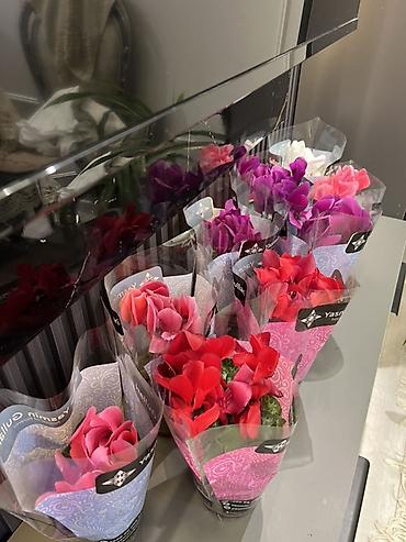 Аглаонемы: Аглаонема (Aglaonema) с вариегатной листвой — крупные — 69