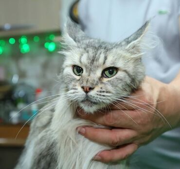 бенгальская кошка сколько стоит: Мейн-кун, 4 года, Девочка, Серебристая шиншилла, Кастрирована