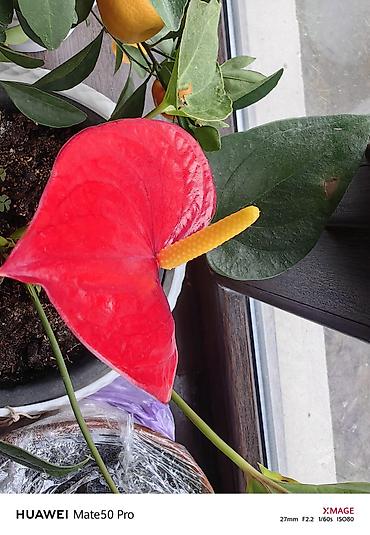 Huawei: Huawei Mate 50 Pro, Б/у, 512 ГБ, цвет - Оранжевый, 2 SIM — 16