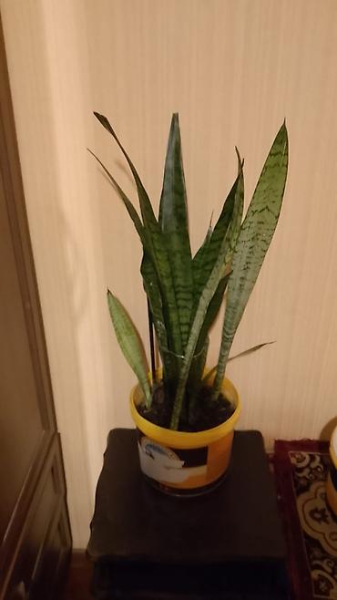 Sansevieria (Qayın dili) otaq bitkisi - Növ: Sansevieria trifasciata lalafo.az -da Sansevieria (Qayın dili) otaq bitkisi - Növ: Sansevieria trifasciata