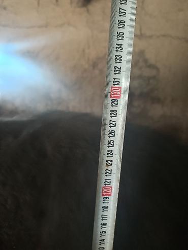 Коровы, быки: Продаю | Корова (самка) | На откорм | Привязанные — 2