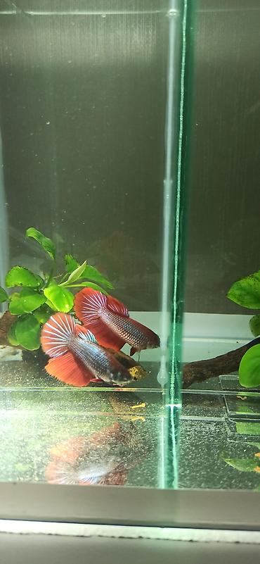 Balıqlar: Betta (Petuşok balığı), Yırtıcı — 12
