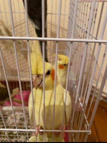 goyercin satisi: Dagstan sortu cute hazir erkek disi korellar satlir saglam quslardi — 5