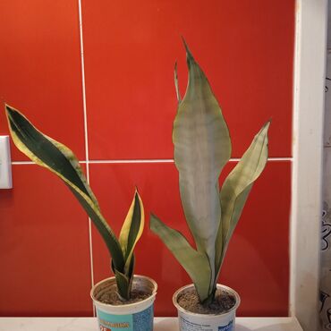 sansevieria gulu: Сансевиерии superba,moon shine.По 7 azn