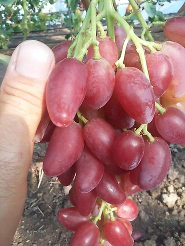 Tinglər: Meyvə və dekorativ ağac tingləri Təsvir: - Tərtər rayonu ərazisində — 12