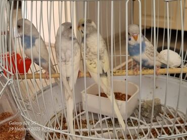 ağ dovşan: 3 aylıq balalar – ağ, boz, göy, sarı rənglərdə. Təmiz ev şəraitində