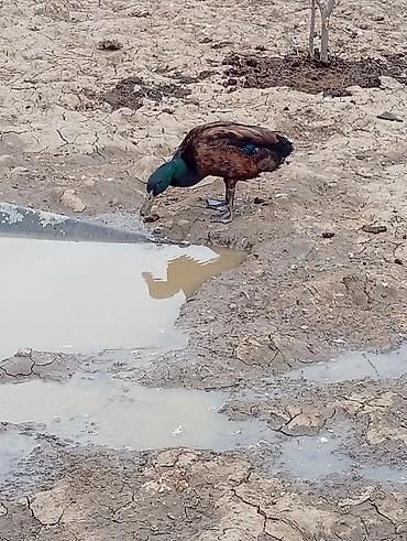 lal ordəklərin satışı: Her sort ordeylermiz satışı ve yumrta satsi varmzdr — 6
