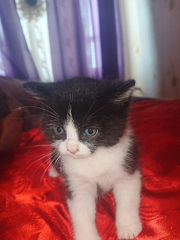 Pişiklər: Yaxşı əllərə — 13