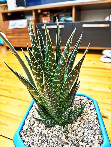 hilba bitkisi: Hibrid aloe "Tiki tahi". Ölçülər- hündürlük bitkinin özü 20 sm, qabla — 3