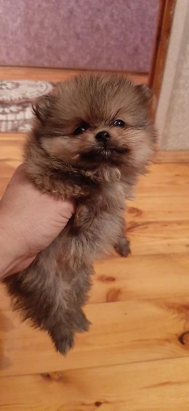 Pişiklər: Şotland — 9