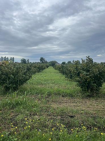 Həyət evləri və villaların satışı: 3 otaqlı, 100 kv. m, Yeni təmirli — 29