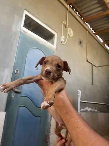 afkalka iti kim satır: Pitbul, 3 ay, Erkək, Ünvandan götürmə — 4