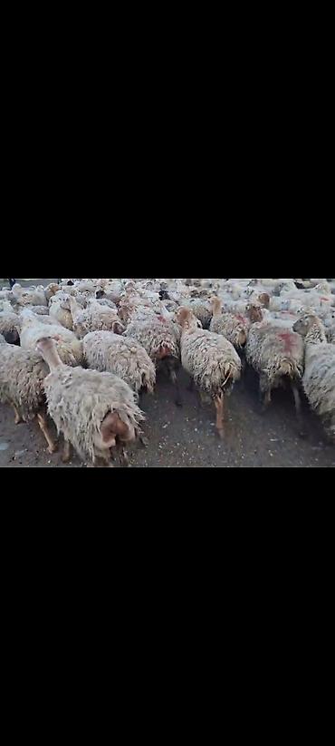 ucuz toyuq satisi: Satışda olan qoyunların hamısı boğazdı. Heyvanların saglamlıgına söz — 6