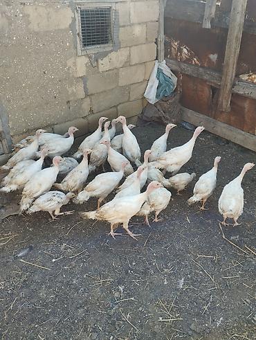 kend colpaları: Unvan Gilezi 2ay yarimliq ag kanada sortu hinduskalar 27 ededir bir — 5
