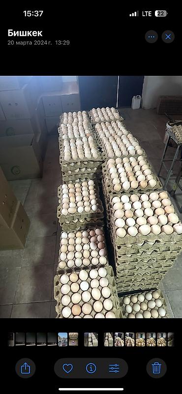 ТОЛЬКО ОПТОМ !!! Свежие куриные яйца для продуктовых магазинов и at lalafo.kg ТОЛЬКО ОПТОМ !!! Свежие куриные яйца для продуктовых магазинов и