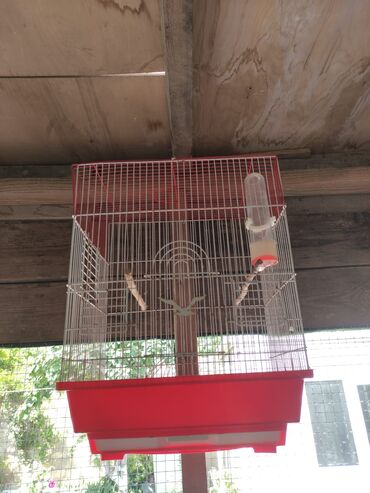 Tutuquşları: Bozlar 35 azn Sarilar 40 Azn Əl quşlari 60-70 Azn 100 Azn tam rucnoy — 8