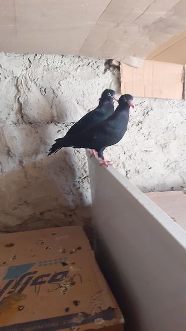 Heyvanlar: Bir cut rasiya sortu qara kekilli aq dimdik balalar satilir.qiymeti 30 — 4