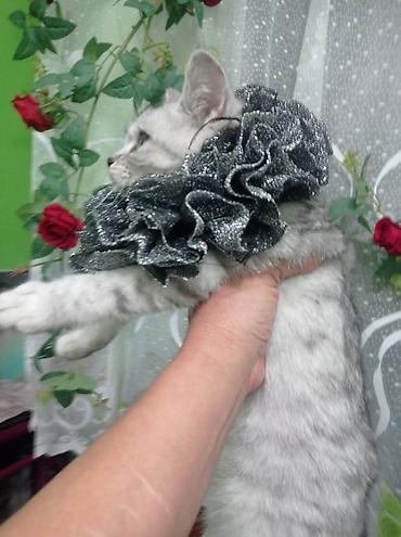 Декоративные ленты и банты: Ошейник-воротник для кошек (юбочка-ruff) - Декоративный воротник для — 11