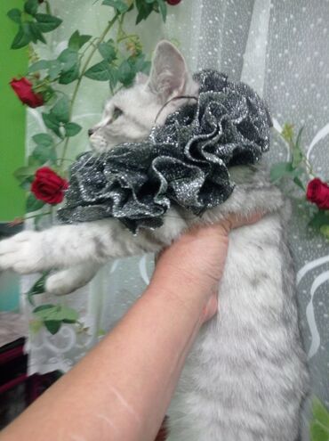 Колье: Воротник-ожерелье для кошек (декоративный) - Эффектные пышные рюши — 10