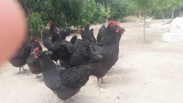 avstrolop toyuqlari haqqinda melumat: Toyuq, Australorp, Damazlıq
