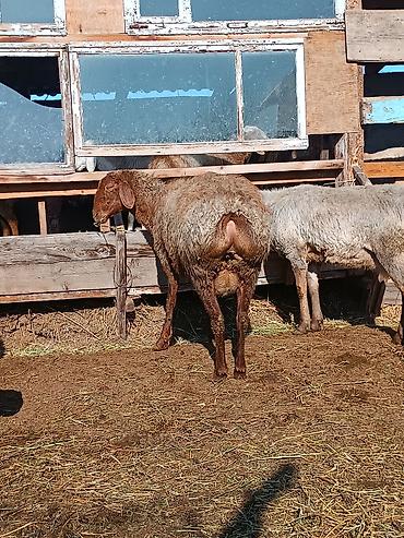 Баран, овца: Продаю | Ягненок | На забой | Племенные — 7