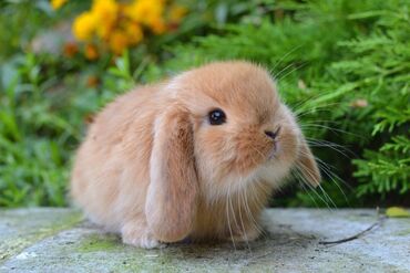 продам фикус бенджамина: Куплю домашнего кролика, желательно маленького