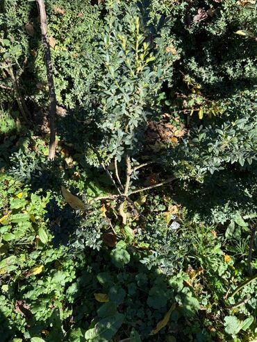 Şitillər: Şimşir tingləri satıram. Onlar dekorativ haşiyələr, hedcinqlər və — 10