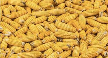 мака кукуруза: Жугору Сатылат (сото мн ) 30 мешок,12 сом . 
 Тел