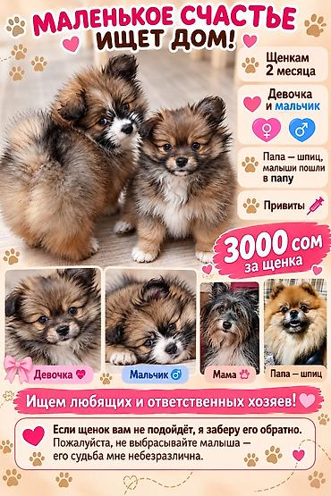 Щенки-полупомеранцы ищут дом! 🐶❤️ Продаются очаровательные щенки! ❤️🐶