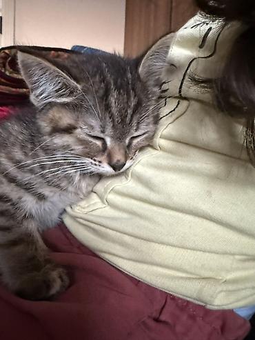 Отдам даром кошку: 2 месяца, Девочка, Метис — 8