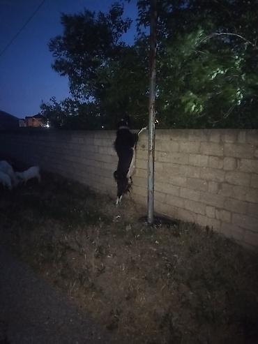 çepiş: Keçi satılır alpen - gelen qarişigi
erkak 2 yaşi var — 1
