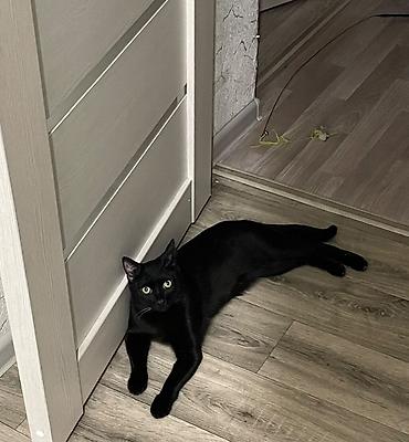 кошка ххх: Кошка даром: Беспородная, 1 год, Мальчик, Приучена к лотку — 3