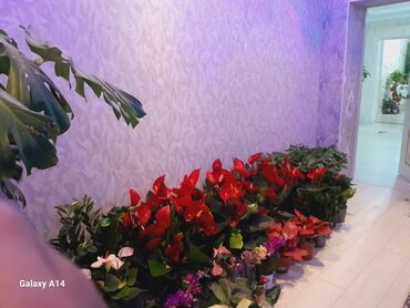 сердце из шариков: Комнатные декоративные растения в горшках Ассортимент на фото: -