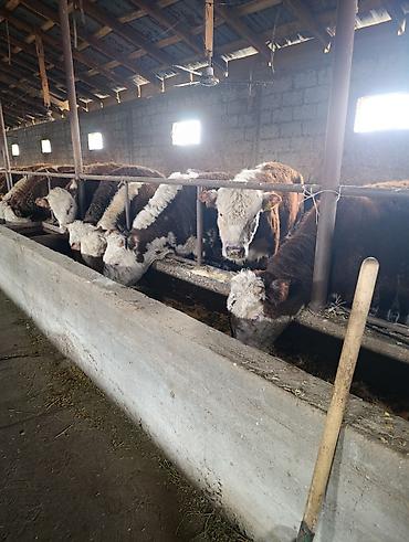 Коровы, быки: Продаю | Бык (самец) | Герефорд | На откорм | Племенные — 4