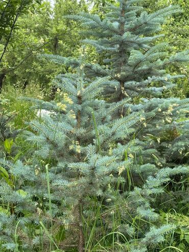 Декоративные цветы: 🌿 Сапаттуу көчөттөр Ноокаттан! Европадан алып келинип, өзүбүздүн — 12