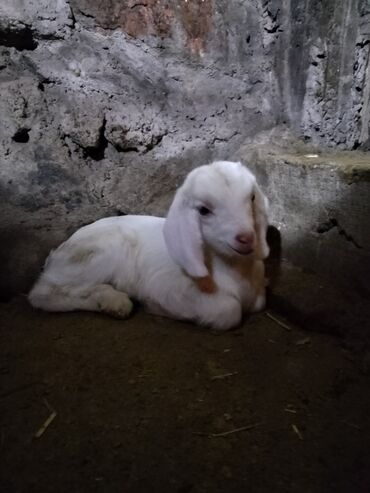 Козы, козлы: Продаю | Козёл (самец) | Битал | Для разведения — 24