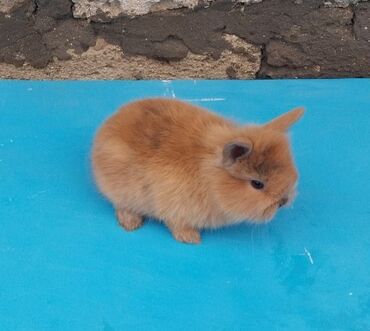 Dovşanlar: 🟠 Ev dovşanı balalarına super endirim kampaniyası. müvəqqəti olaraq 50 — 6