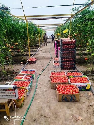 Теплицы: Теплица, предназначенная для выращивания различных — 2