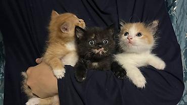 каракол котята: Срочно ищу добрые руки для котят!! 🐱🤍 отдам в хорошие, заботливые — 2